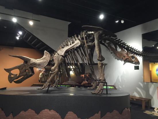 Arizona Museum of Natural History